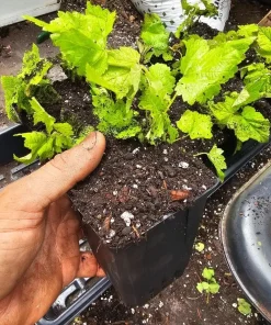 Thimbleberry Live Plant – 3-4