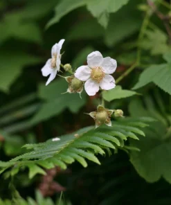 Thimbleberry Live Plant – 3-4