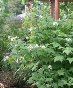 Thimbleberry Live Plant – 3-4