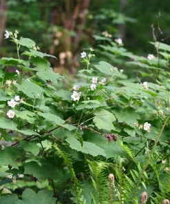 Thimbleberry Live Plant – 3-4