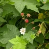 Thimbleberry Live Plant – 3-4" Tall, 5" Pot – Native Edible Berry Shrub for Shade - Image 1