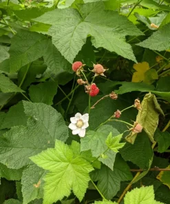 Thimbleberry Live Plant – 3-4