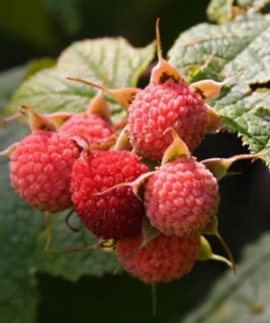 Thimbleberry Live Plant – Native Berry Shrub – 3-4