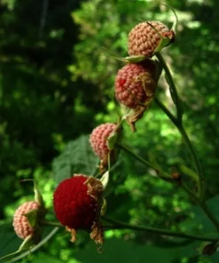 Thimbleberry Live Plant – Native Berry Shrub – 3-4