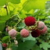 Thimbleberry Live Plant – Native Berry Shrub – 3-4" Tall – 4 inch Pot – Edible Berries – Shade Fruit - Image 1