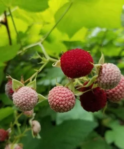 Thimbleberry Live Plant – Native Berry Shrub – 3-4