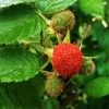 Thimbleberry Live Plant - Rubus parviflorus - 4" Pot, 1-Foot Tall - Deciduous Berry Shrub - Image 1