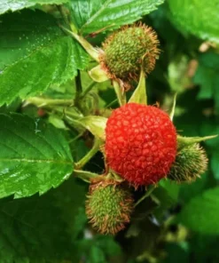 Thimbleberry Live Plant - Rubus parviflorus - 4