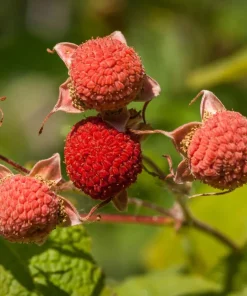 Thimbleberry Live Plant - Rubus parviflorus - 4