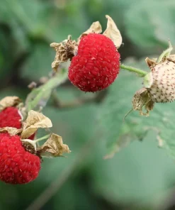 Thimbleberry Live Plant - Rubus parviflorus - 4