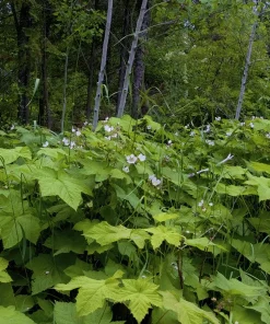 Thimbleberry Live Plant - Rubus parviflorus - 4