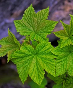 Thimbleberry Live Plant - Rubus parviflorus - 4