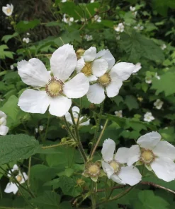 Thimbleberry Live Plant - Rubus parviflorus - 4
