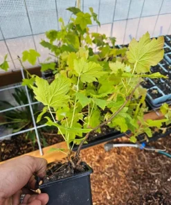Thimbleberry Live Plant - Rubus parviflorus - 4