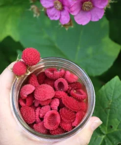 Thimbleberry Live Plant - Rubus parviflorus - 4