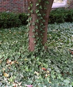 Thorndale English Ivy Live Plants - 48 Hardy Groundcover Vines - 1 3/4" Pots - Image 2