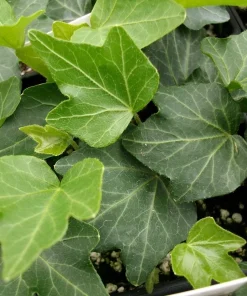 Thorndale English Ivy Live Plants - 48 Hardy Groundcover Vines - 1 3/4