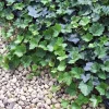 Thorndale English Ivy Live Plants - 48 Hardy Groundcover Vines - 1 3/4" Pots - Image 1