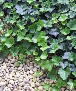 Thorndale English Ivy Live Plants - 48 Hardy Groundcover Vines - 1 3/4