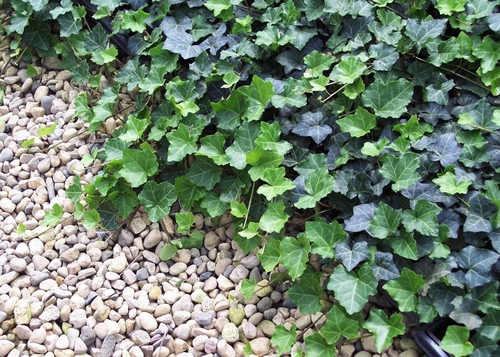 Thorndale English Ivy Live Plants - 48 Hardy Groundcover Vines - 1 3/4" Pots - Image 1