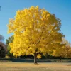 Thornless Honey Locust Tree Live Plant – 12-24" Tall – Fast Growing Shade Tree - Image 1
