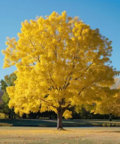 Thornless Honey Locust Tree Live Plant – 12-24