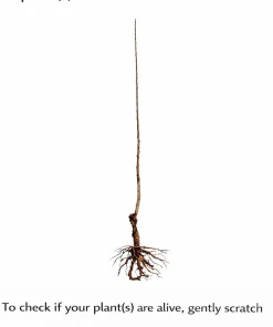 Thornless Honey Locust Tree Live Plant – 12-24