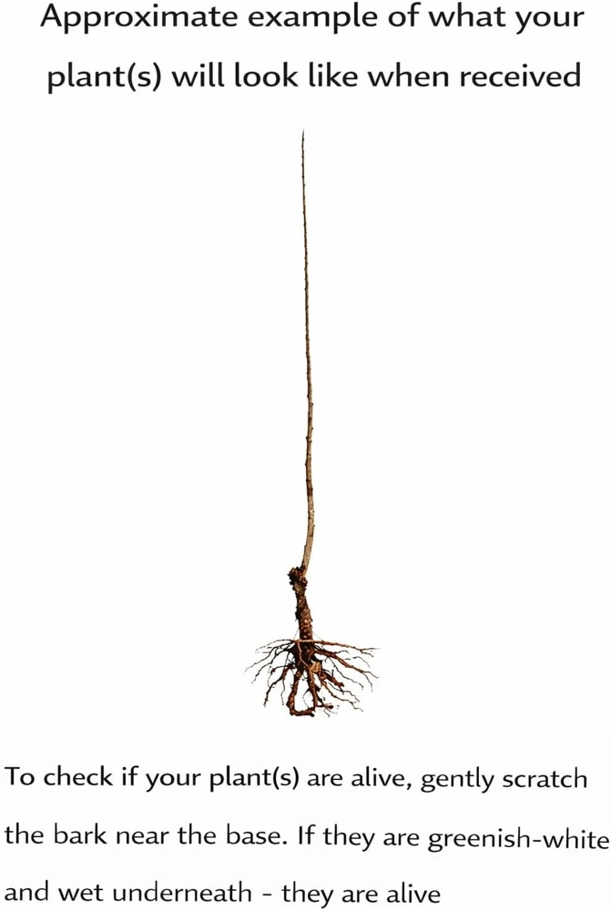 Thornless Honey Locust Tree Live Plant – 12-24" Tall – Fast Growing Shade Tree - Image 2