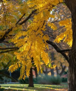 Thornless Honey Locust Tree Live Plant – 12-24