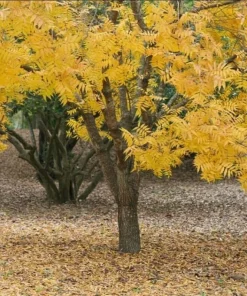 Thornless Honey Locust Tree Live Plant – 12-24