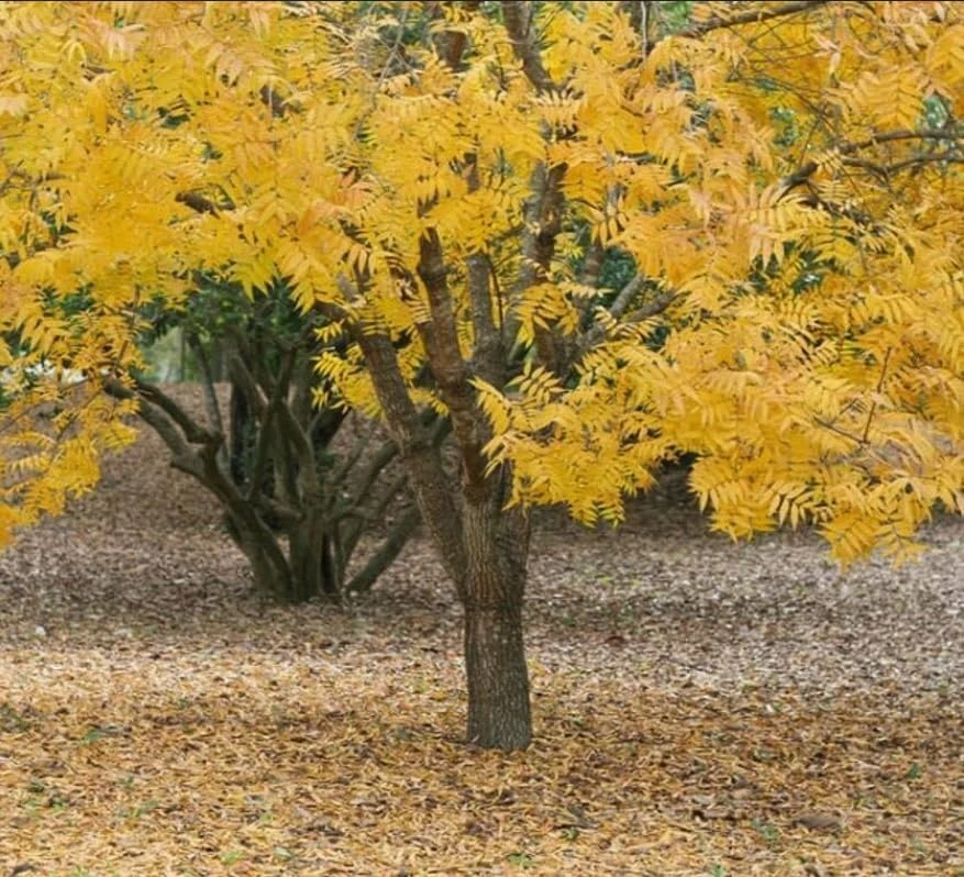 Thornless Honey Locust Tree Live Plant – 12-24" Tall – Fast Growing Shade Tree - Image 4