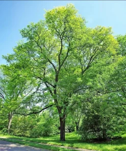 Thornless Honey Locust Tree Live Plant – 12-24