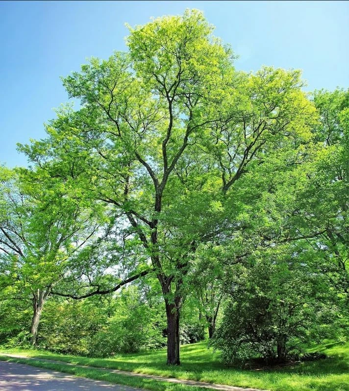 Thornless Honey Locust Tree Live Plant – 12-24" Tall – Fast Growing Shade Tree - Image 5