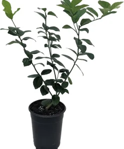 Thornless Key Lime Tree Live Plant – 5