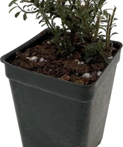 Thyme Leaf Cotoneaster Live Plant - 2.5" Pot - Bonsai & Fairy Garden - Image 2