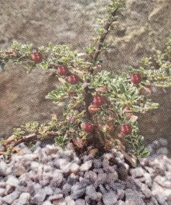 Thyme Leaf Cotoneaster Live Plant - 2.5