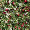 Thyme Leaf Cotoneaster Live Plant - 2.5" Pot - Bonsai & Fairy Garden - Image 1