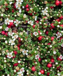 Thyme Leaf Cotoneaster Live Plant - 2.5