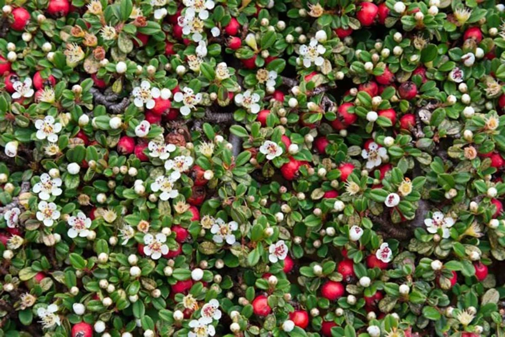Thyme Leaf Cotoneaster Live Plant - 2.5" Pot - Bonsai & Fairy Garden - Image 1