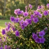 Tibouchina Plant Live - 4 inch Pot - Vibrant Purple Blooms - Ornamental Shrub - Image 1