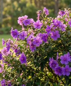 Tibouchina Plant Live - 4 inch Pot - Vibrant Purple Blooms - Ornamental Shrub - Image 1
