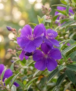 Tibouchina Plant Live - 4 inch Pot - Vibrant Purple Blooms - Ornamental Shrub - Image 2