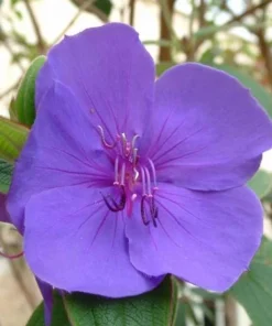Tibouchina Plant Live - 4 inch Pot - Vibrant Purple Blooms - Ornamental Shrub - Image 3