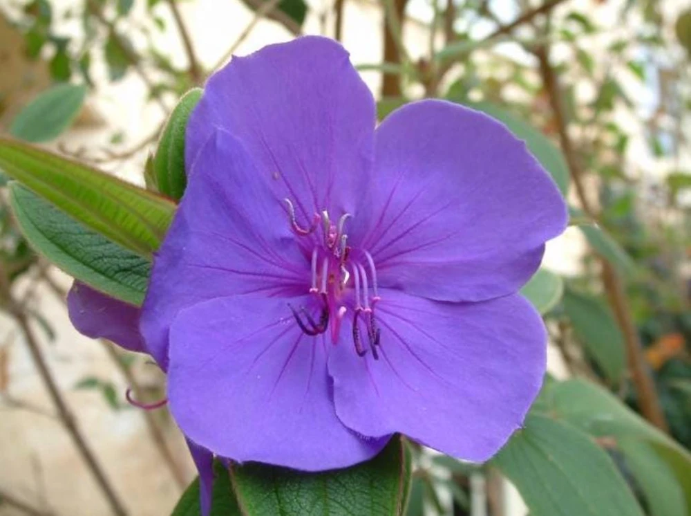 Tibouchina Plant Live - 4 inch Pot - Vibrant Purple Blooms - Ornamental Shrub - Image 3