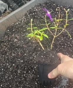 Tibouchina Plant Live - 4 inch Pot - Vibrant Purple Blooms - Ornamental Shrub - Image 5