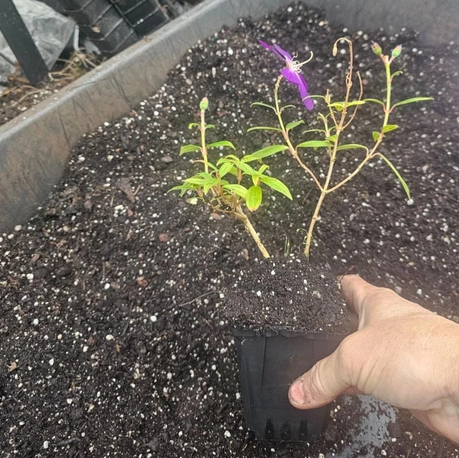 Tibouchina Plant Live - 4 inch Pot - Vibrant Purple Blooms - Ornamental Shrub - Image 5