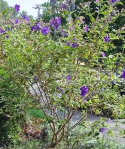 Tibouchina Plant Live - 4 inch Pot - Vibrant Purple Blooms - Ornamental Shrub - Image 6