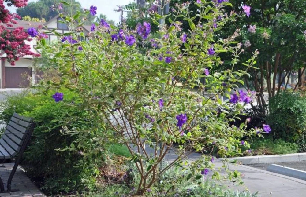 Tibouchina Plant Live - 4 inch Pot - Vibrant Purple Blooms - Ornamental Shrub - Image 6