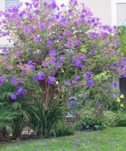 Tibouchina Plant Live - 4 inch Pot - Vibrant Purple Blooms - Ornamental Shrub - Image 7
