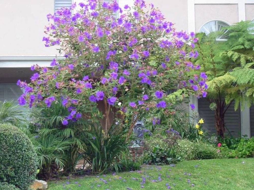 Tibouchina Plant Live - 4 inch Pot - Vibrant Purple Blooms - Ornamental Shrub - Image 7